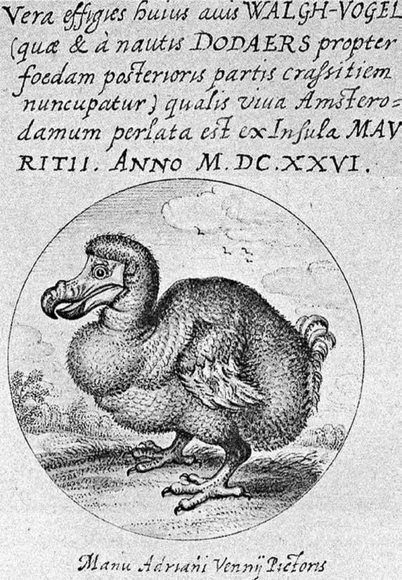 Рис 2 Маврикийский дронт Raphus cucullatus Иллюстрация Адриана ван ден - фото 2