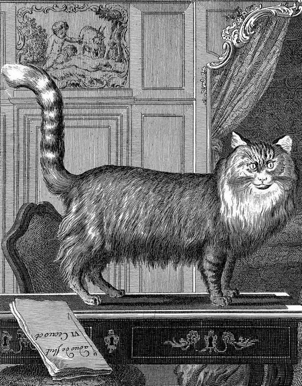 Ангорская кошка Иллюстрация из книги Animal Illustrations from Buffons - фото 4
