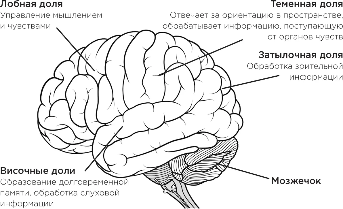 Лимбическая система Вдумайтесь ведь это же удивительно Мы обычно говорим - фото 2