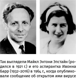 При этих словах Эпштейн заподозрил инфекционную природу опухоли по аналогии с - фото 144