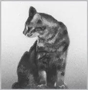 The slim beam of sunlight felt warm on her fur as Hollyleaf marched across the - фото 5