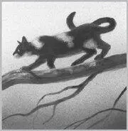 Hollyleaf gave up trying to sleep and hauled herself out of the crumpled - фото 12