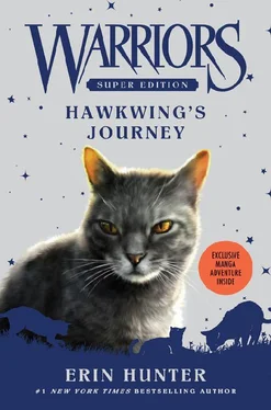 Эрин Хантер Hawkwing’s Journey обложка книги