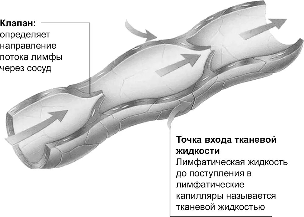 Каким образом это происходит Как мы уже знаем основная функция лимфатических - фото 7