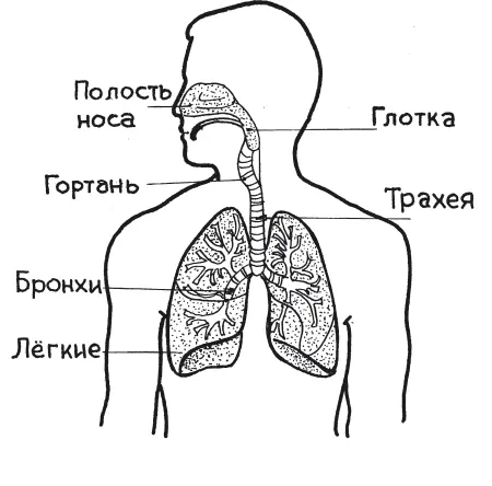 Рис 1Строение дыхательной системы Началом дыхательных путей считаются носовые - фото 5