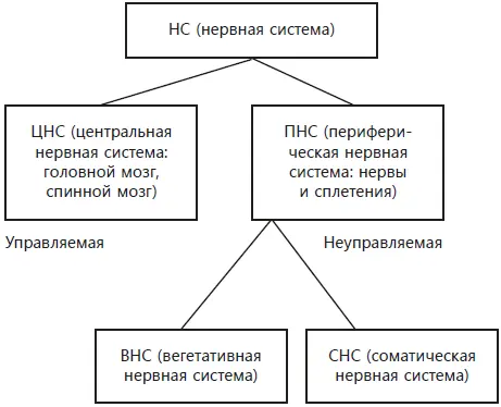 Как вы видите на картинке выше она тоже состоит из двух систем ВНС - фото 2