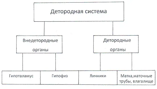 Рис 2 Структурные элементы детородной системы Детородная система четкая - фото 2