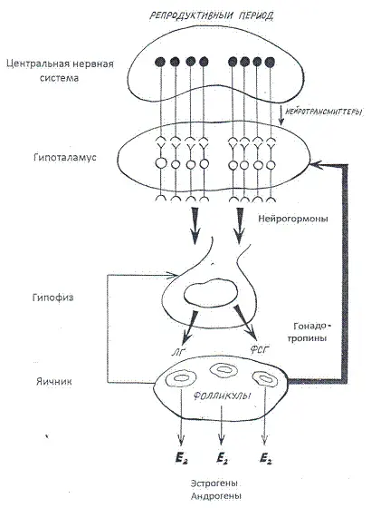 Рис 3 Функциональное состояние детородной системы в период половой зрелости - фото 3