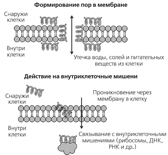 Механизм действия антимикробных пептидов на бактерии Встраиваясь в мембрану - фото 22