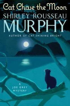 Ширли Мерфи Cat Chase The Moon обложка книги
