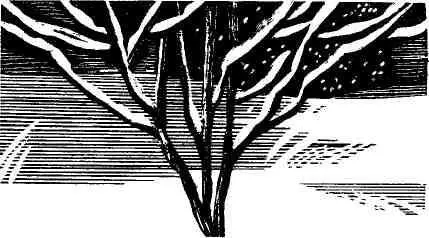 Много он слышал о Борках заводском доме отдыха на берегу Москвыреки Ему - фото 16