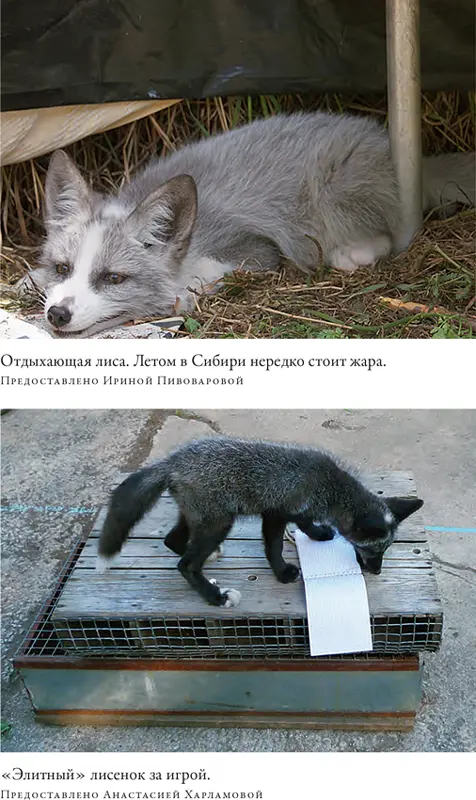 Как приручить лису и превратить её в собаку Сибирский эволюционный эксперимент - фото 3