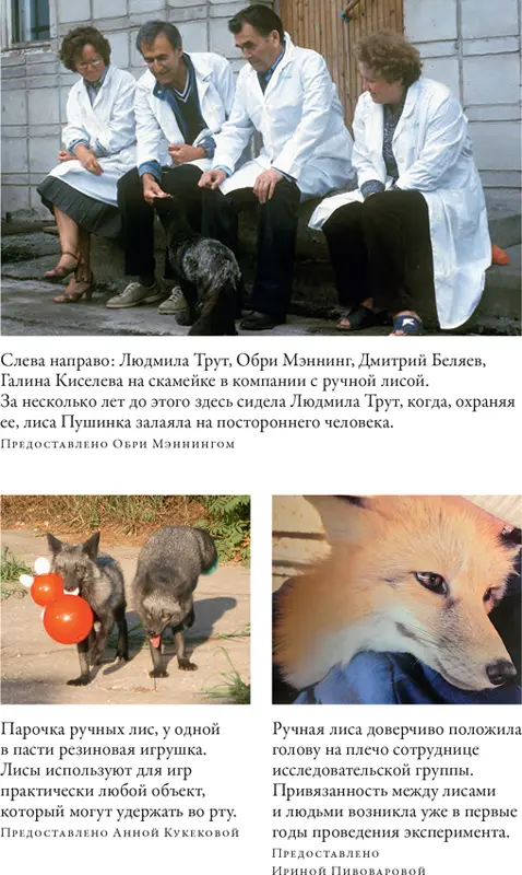 Как приручить лису и превратить её в собаку Сибирский эволюционный эксперимент - фото 4