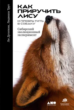 Ли Дугаткин Как приручить лису (и превратить её в собаку). Сибирский эволюционный эксперимент обложка книги