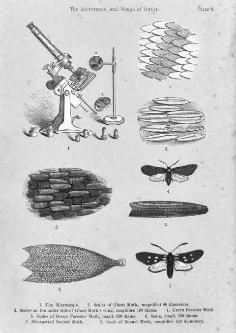 Title page from A World of Wonders as Revealed by the Microscope by Mary Ward - фото 16