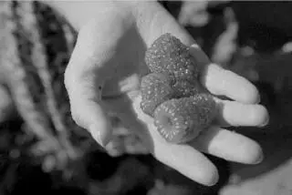 We take a little walk and he shows me the largest raspberries Ive ever seen - фото 62