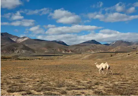 In the southern Altai Republic you can come across wild camels Its only a few - фото 103