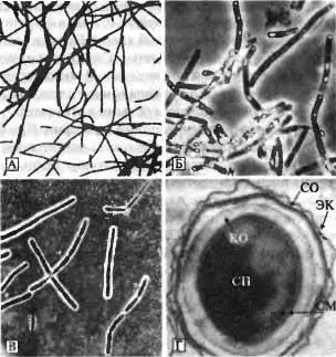 Рис 32 Микроскопическое изображение В anthracis А Микроскопическая - фото 2