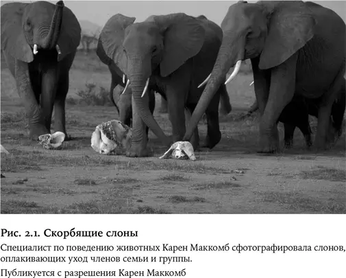 В научной литературе описаны сотни подобных случаев а в беллетристике тысячи - фото 6