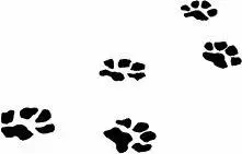 I know what to do mousebrain Tigerclaw gritted his teeth and sank to his - фото 67