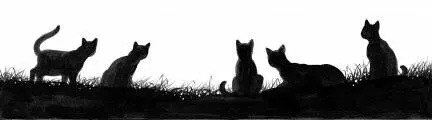 Cedarhearts Final Warning So young kittypets you have walked in the - фото 41