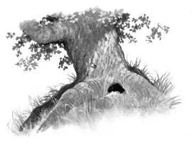 ThunderClan Lake Camp Hi Im Squirrelflight Im going to show you our new - фото 9