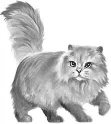 Pale silvery gray tom with bright amber eyes unusually long feathery - фото 12