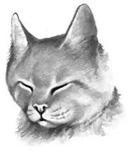 Ornery gray shecat with bright orange eyes and broad flattened face Gifted - фото 13