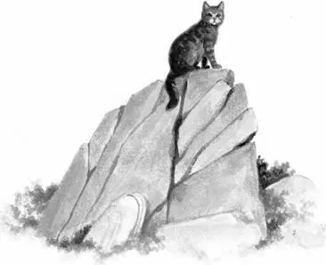 You might as well know that Im Crowfeather and I brought WindClan to this - фото 20