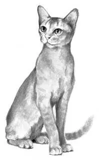 Wiry brown shecat with yellow eyes Proud wily stubborn and fastest cat in - фото 22