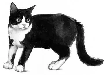 Unusually close to ThunderClan and particularly their leader Firestar Watched - фото 23