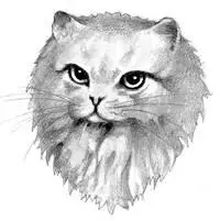 Silvery gray longfurred tom with green eyes Generous and warmhearted with - фото 31
