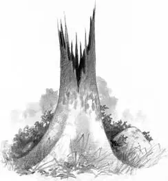 4 Burnt SycamoreAn ancient tree destroyed by lightning many moons ago - фото 35