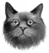 Black shecat with green eyes and thick fur A strategist ferociously - фото 43