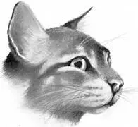 Dark gray tabby tom Selfless caring desperate to help his Clanmates with any - фото 44