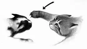 One of the most important skills a mentor must teach an apprentice is how to - фото 67
