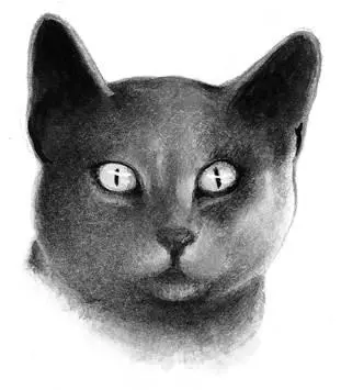 The life of a medicine cat is not easy but it is very rewarding Although - фото 71