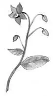BURDOCK ROOTA tallstemmed sharpsmelling thistle with dark leaves A medicine - фото 72