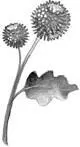 CATMINT also known as catnipA delicioussmelling leafy plant thats hard to - фото 73