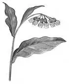 COMFREYIdentifiable by its large leaves and small bellshaped flowers which - фото 75