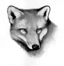 Live in dens often in sandy ground hidden by undergrowth Live alone or with - фото 81