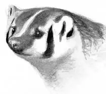 Small beady eyes powerful shoulders and sharp claws Live in either caves or - фото 82
