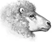 Cows can be black and white or brown and their hooves are to be avoided - фото 85