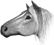 Large fenced fields and sometimes hayfilled Twoleg barns Mostly harmless - фото 86