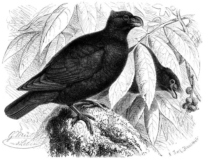 Г Мютцель Didunculus strigirostris зубастый голубь Brehms Thierleben - фото 2