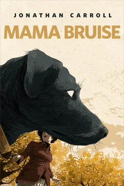 Джонатан Кэрролл Mama Bruise обложка книги