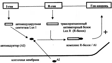 Рис 7 Схематическое изображение запуска генов инвазии пролиферирующими - фото 7