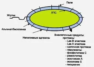 Рис 8 Схематическое изображение факторов вирулентности Pseudomonas - фото 8