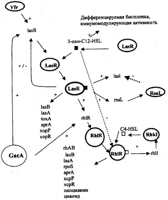 Рис 9 Схематическое изображение регуляции генов патогенности Pseudomonas - фото 9