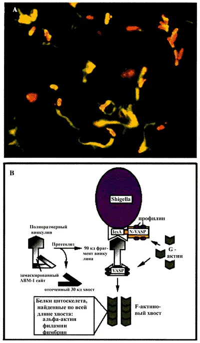 Рис 10 Механизм инвазии Shigella flexneri A Иммунофлюоресцентная - фото 10
